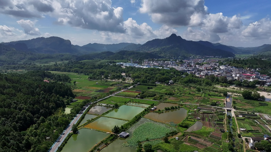 大自然春天茶山茶园采茶绿茶视频