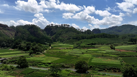 大自然春天茶山茶园采茶绿茶视频