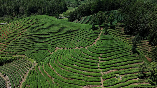 大自然春天茶山茶园采茶绿茶视频