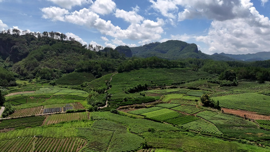 大自然春天茶山茶园采茶绿茶视频