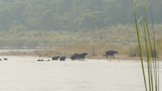 尼泊尔奇旺国家公园河流沿岸的黑色野水牛在阳光阴霾下的景象视频