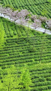 航拍苏州旺山碧螺春茶园视频