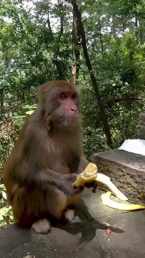山上的猴子吃香蕉实拍素材24秒视频