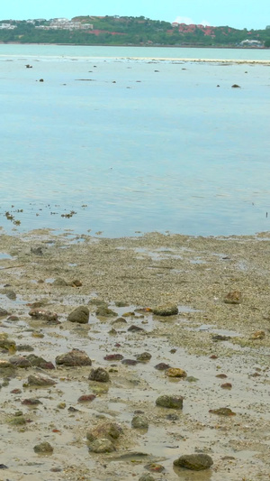 海滩滩涂采集蛤蜊贝壳合集55秒视频