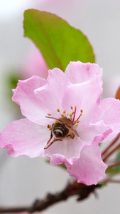 蜜蜂采蜜春天花朵中勤劳的小蜜蜂花中蜜蜂视频