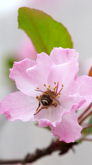 蜜蜂采蜜春天花朵中勤劳的小蜜蜂花中蜜蜂23秒视频