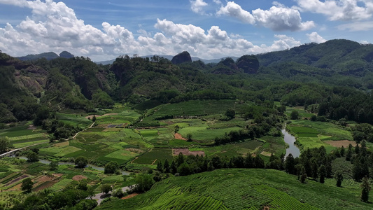 茶园茶山风光武夷山茶园视频