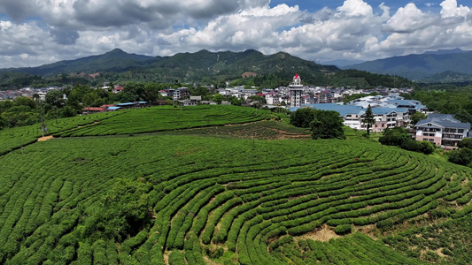 茶园茶山风光武夷山茶园视频