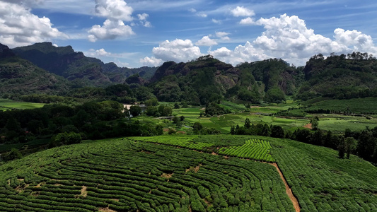 茶园茶山风光武夷山茶园视频