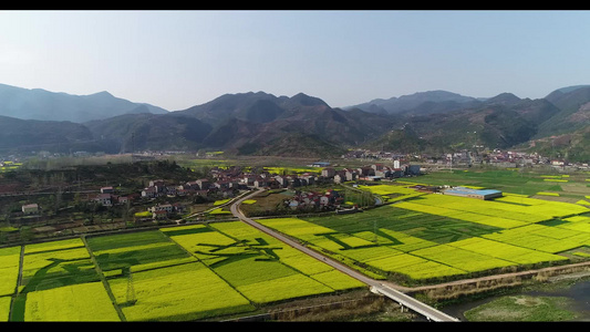 航拍大山里的油菜花地 茶园视频