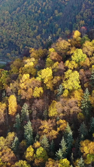 秋季森林风光青海坎布拉森林自然风光22秒视频