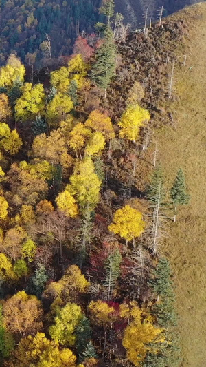 秋季森林风光青海坎布拉森林自然风光22秒视频