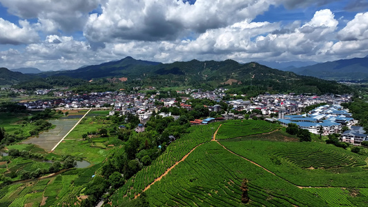 茶园茶山风光武夷山茶园视频