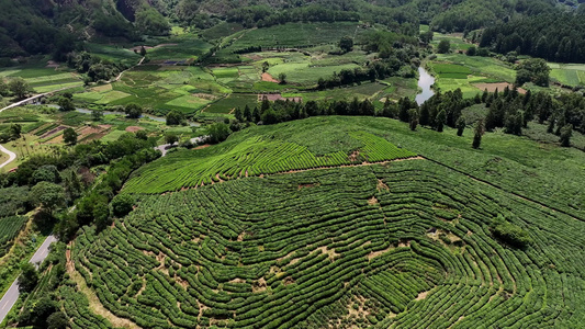 茶园茶山风光武夷山茶园视频