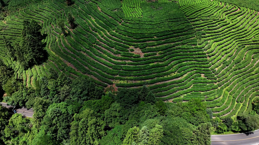 茶园茶山风光武夷山茶园视频