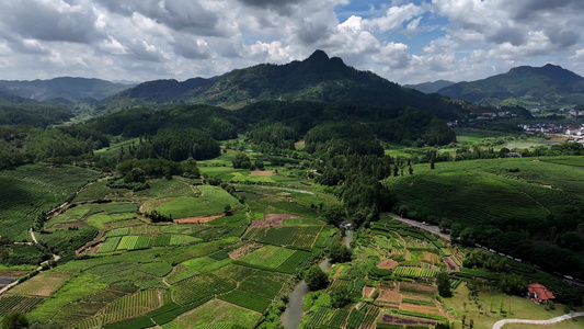 唯美高山生态茶园航拍视频素材视频