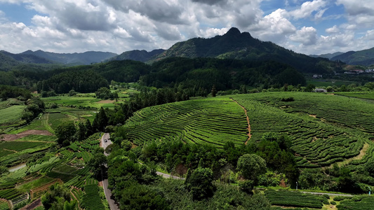 唯美高山生态茶园航拍视频素材视频