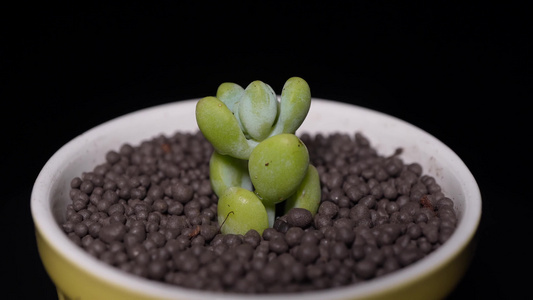 【镜头合集】天使之泪多肉植物盆栽绿植视频