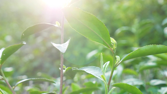 特写阳光下的茶树 茶园[野茶]视频