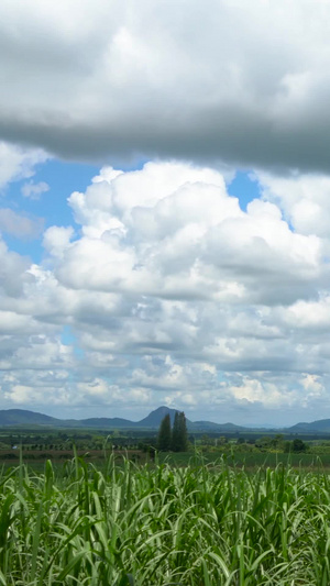 蓝天白云下的连绵不断的农田延时农作物20秒视频