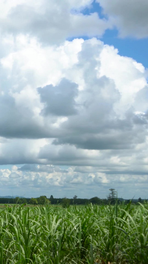 蓝天白云下的连绵不断的农田延时农作物20秒视频