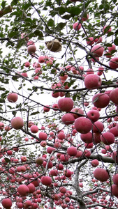 宣传片正宗红富士苹果产地成熟丰收采摘装运打包销售视频素材农产品推广视频