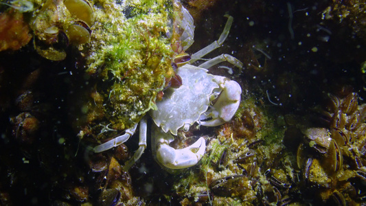黑海小螃蟹躲在贝壳里视频