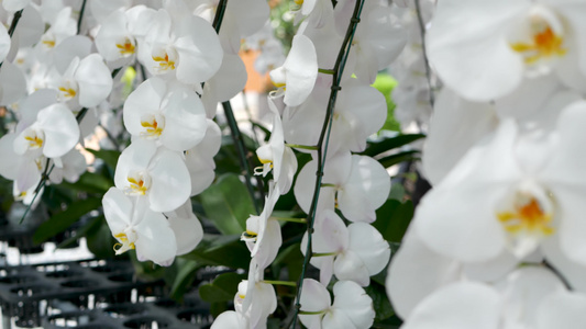 精致的白色优雅兰花花朵，在阳光下带有黄色中心。在春天的花园里关闭热带花瓣的宏。具有复制空间的抽象自然异国背景。视频