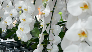 精致的白色优雅兰花花朵17秒视频