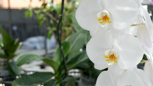 精致的白色优雅兰花花朵，在阳光下带有黄色中心。在春天的花园里关闭热带花瓣的。具有复制空间的抽象自然异国背景。视频