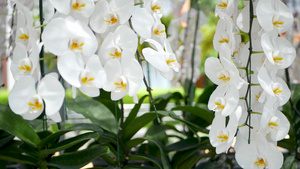 精致的白色优雅兰花花朵16秒视频