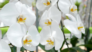 精致的白色优雅兰花花朵13秒视频