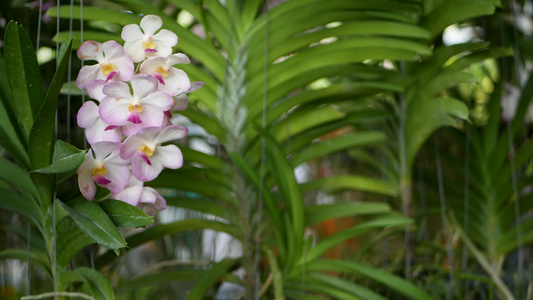 春天花园里五颜六色的热带花卉的宏观特写模糊，在阳光茂盛的树叶间，花瓣娇嫩。具有复制空间的抽象自然异国背景。花卉视频