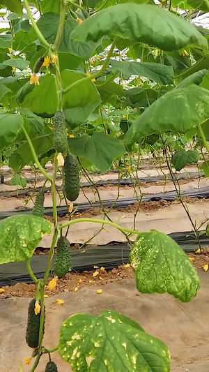水果黄瓜种植管理蔬菜采摘25秒视频