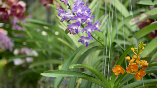 春天花园里五颜六色的热带花卉的宏观特写模糊视频