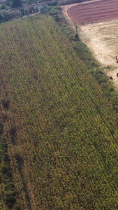 已经重新上传航拍农业玉米收割机耕地拖拉机丰收季节劳作视频素材陕西农业视频