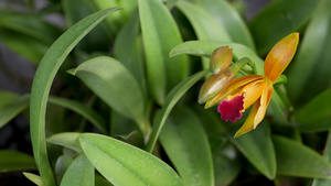 春天花园里五颜六色的热带花卉的宏观特写14秒视频