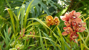 春天花园里五颜六色的热带花卉的宏观特写16秒视频