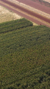 已经重新上传航拍农业玉米收割机耕地拖拉机丰收季节劳作视频素材陕西新农村视频