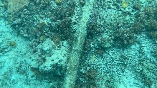 巴厘岛浮潜水下珊瑚礁视频