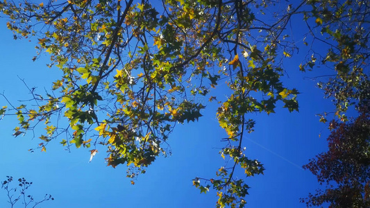 绿色植物花朵鲜花实拍视频