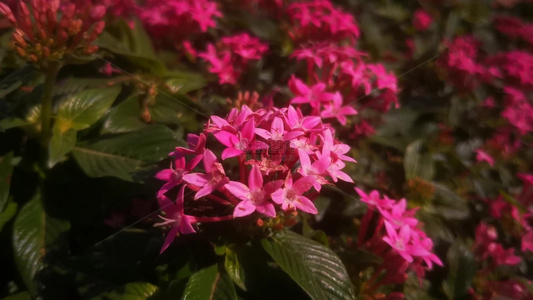 绿色植物花朵鲜花实拍视频