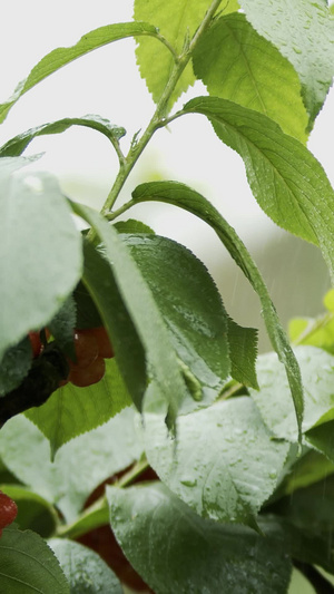 实拍雨中樱桃成熟樱桃27秒视频