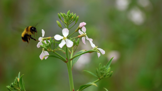 4K油菜花开蜜蜂采蜜视频