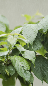 实拍雨中樱桃红樱桃视频