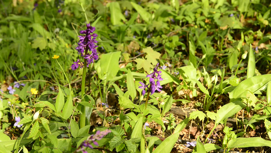 春天在一片森林里 在德国的野兰花中视频