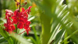 春天花园里五颜六色的热带兰花10秒视频