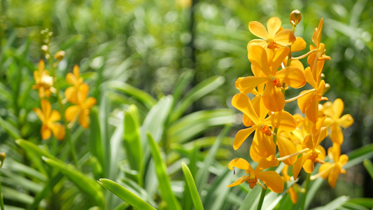模糊的宏观特写，春天花园里五颜六色的热带兰花，阳光茂盛的树叶中嫩嫩的花瓣。具有复制空间的抽象自然异国背景。花卉视频