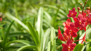 春天花园里五颜六色的热带兰花16秒视频