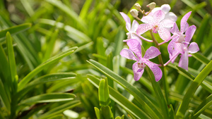 春天花园里五颜六色的热带兰花11秒视频